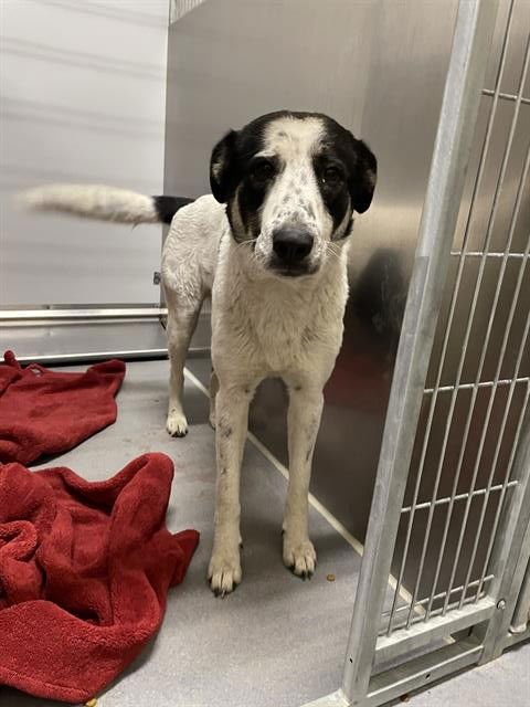 *SAMMIE - Labrador Retriever available for adoption