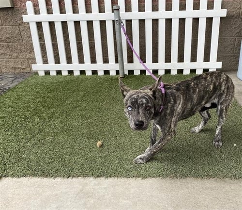 *LANCE - German Shepherd Dog / Belgian Shepherd Malinois available for adoption