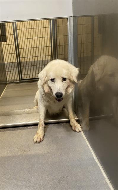 A608434 - Great Pyrenees available for adoption