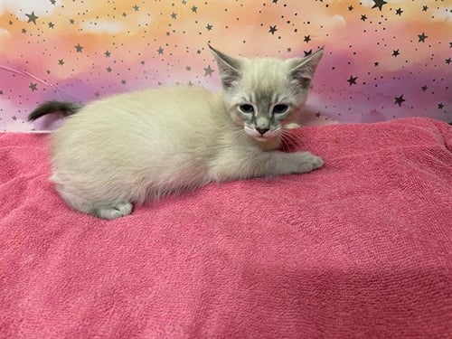 A613718 - Domestic Medium Hair available for adoption