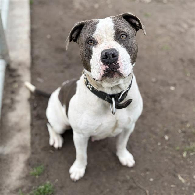 *BERNICE - Pit Bull Terrier available for adoption