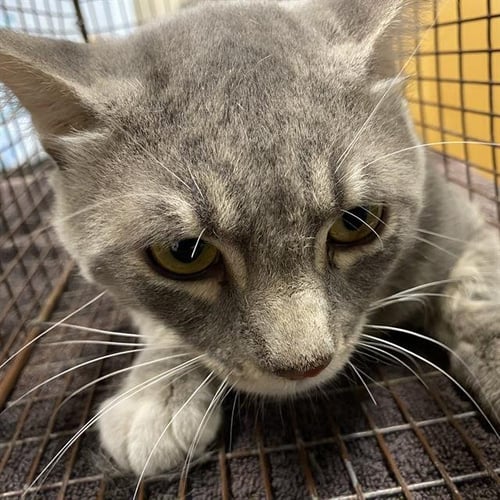 A613030 - Domestic Short Hair available for adoption