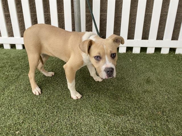 *BARNEY - Pit Bull Terrier available for adoption