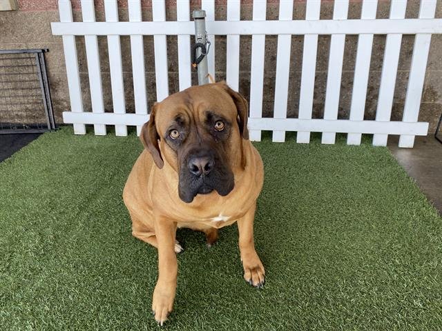 NEHI - Dogue de Bordeaux available for adoption