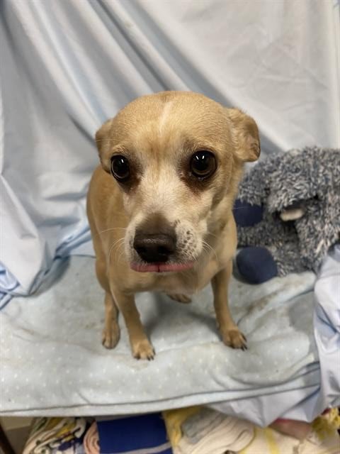 A608230 - Chihuahua available for adoption