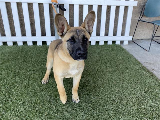 A606803 - German Shepherd Dog available for adoption