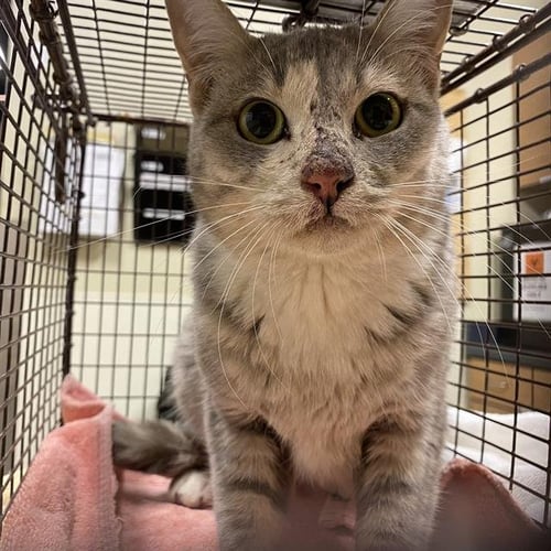 A615509 - Domestic Short Hair available for adoption