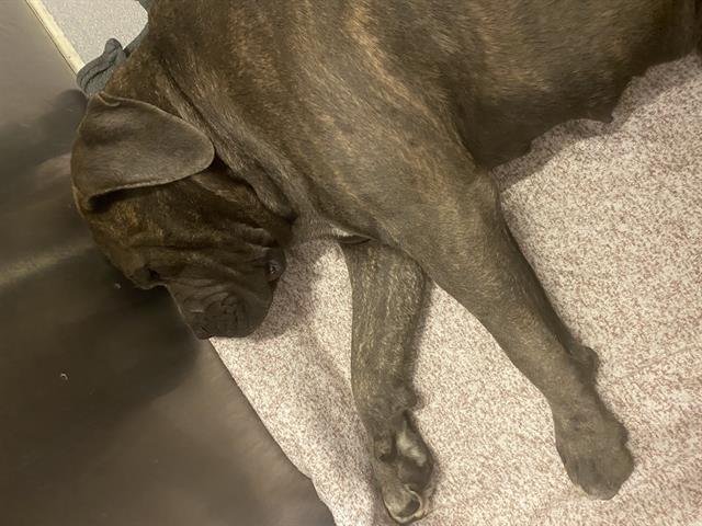 *WIGGLY - Mastiff available for adoption