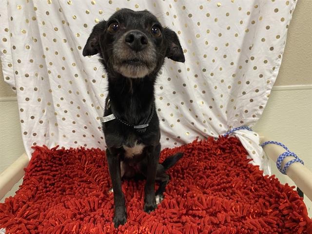 MARLEY - Chihuahua available for adoption