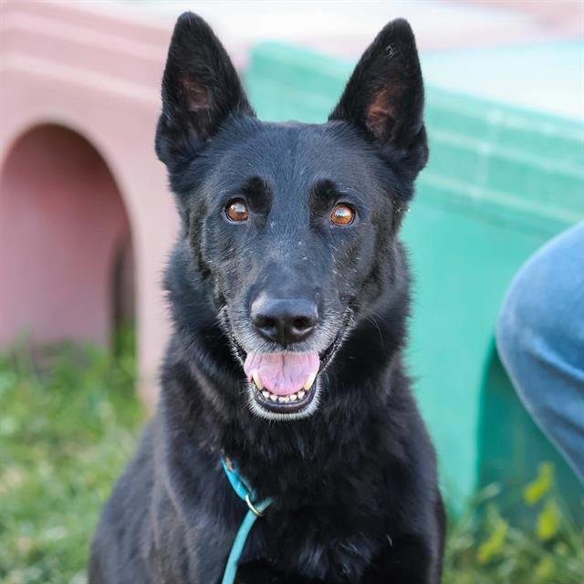 BLACKY Image