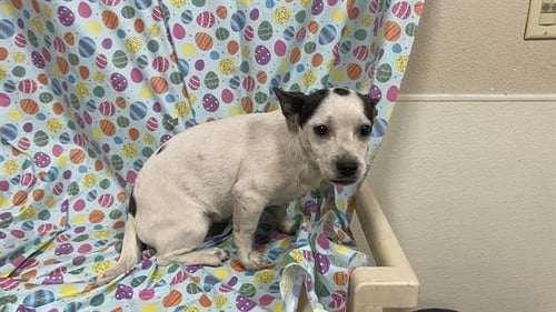 A608682 - Chihuahua available for adoption