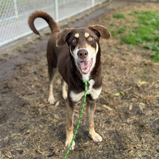 *LATTE - Labrador Retriever available for adoption
