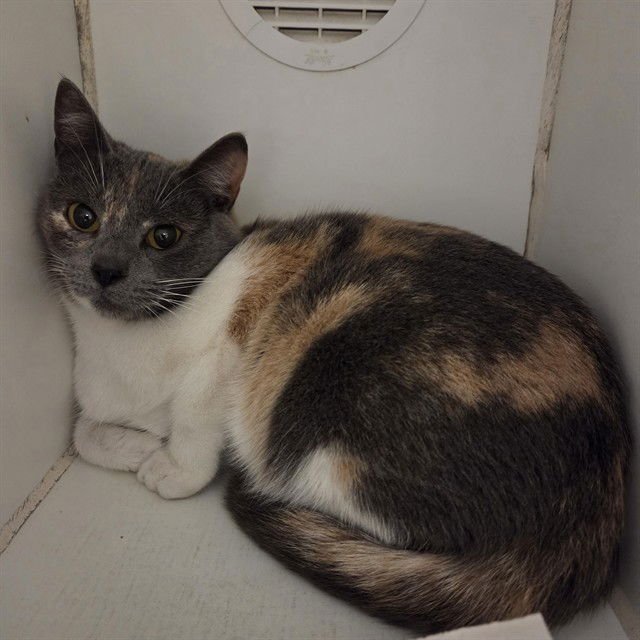 ROME - Domestic Short Hair available for adoption