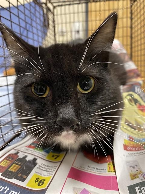 A608792 - Domestic Medium Hair available for adoption