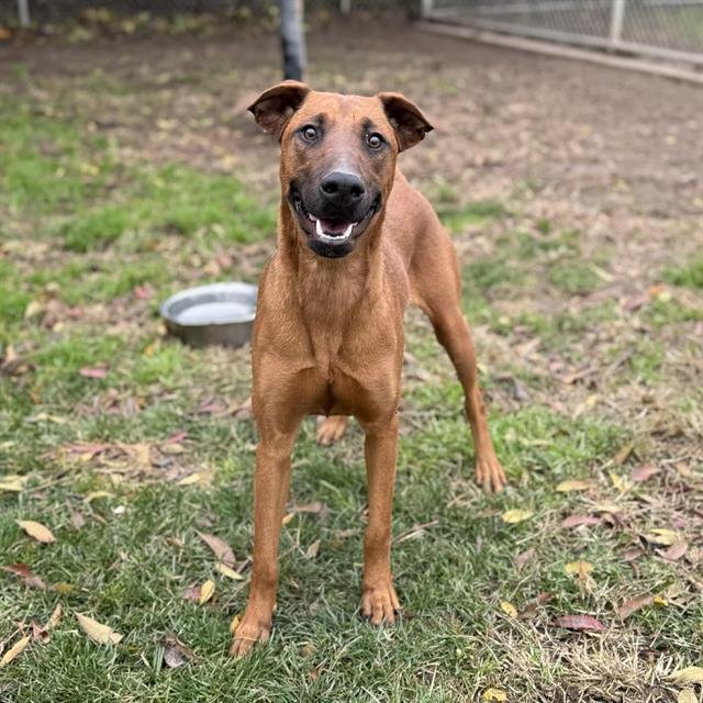 *TAYLOR - Doberman Pinscher available for adoption