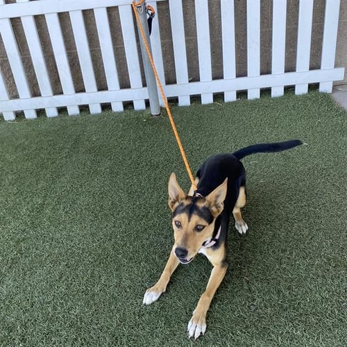 A615411 - Queensland Heeler available for adoption