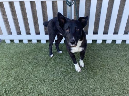 A608627 - Border Collie available for adoption