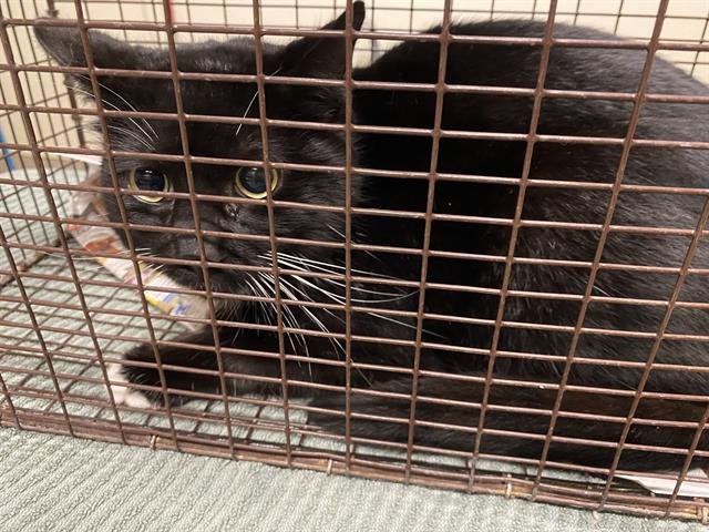 A606522 - Domestic Short Hair available for adoption