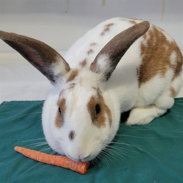 A608186 - Shorthaired Rabbit available for adoption