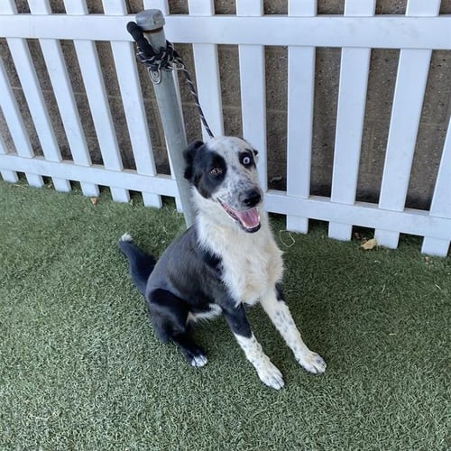 *ASHANTI - Border Collie available for adoption