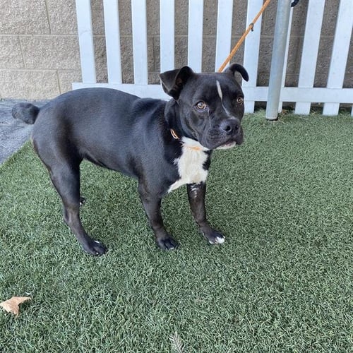 *STASSY - Pit Bull Terrier available for adoption