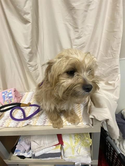 *RUFFLES - Yorkshire Terrier Yorkie available for adoption