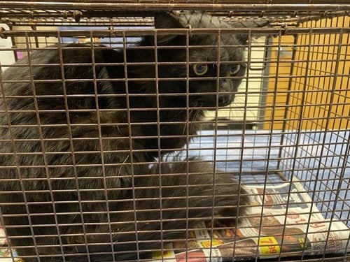 A608805 - Domestic Medium Hair available for adoption