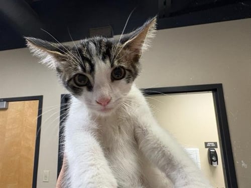 *OREGANO - Domestic Short Hair available for adoption