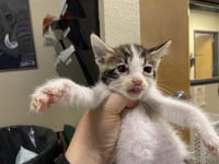 A613696 - Photo 1