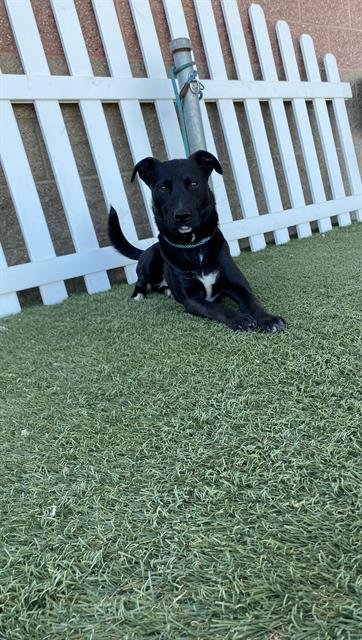 *BUG - Labrador Retriever available for adoption