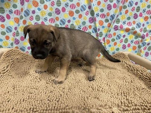 *MAGNOLIA - German Shepherd Dog available for adoption