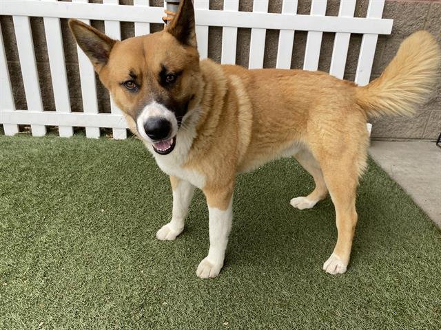 *ROWDY - Anatolian Shepherd available for adoption