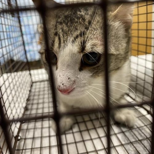 A612994 - Domestic Short Hair available for adoption