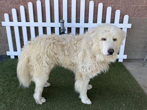 GHOST - Great Pyrenees available for adoption