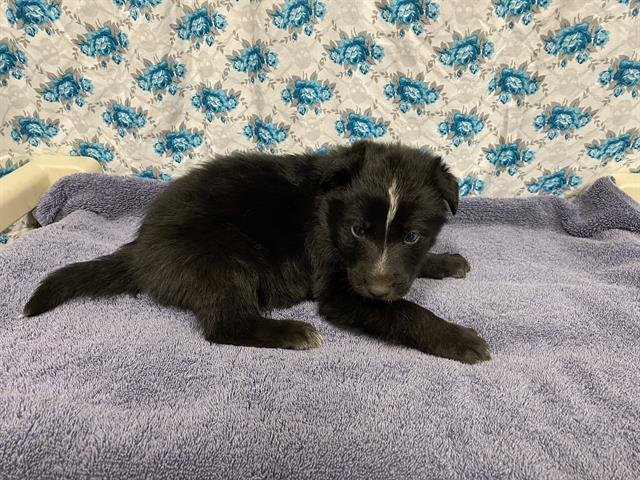 *CLANCY - Border Collie / German Shepherd Dog available for adoption