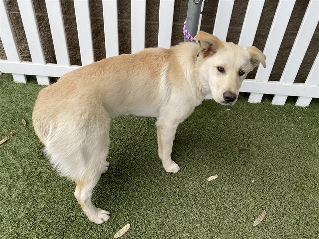 *MAC - Labrador Retriever / German Shepherd Dog available for adoption