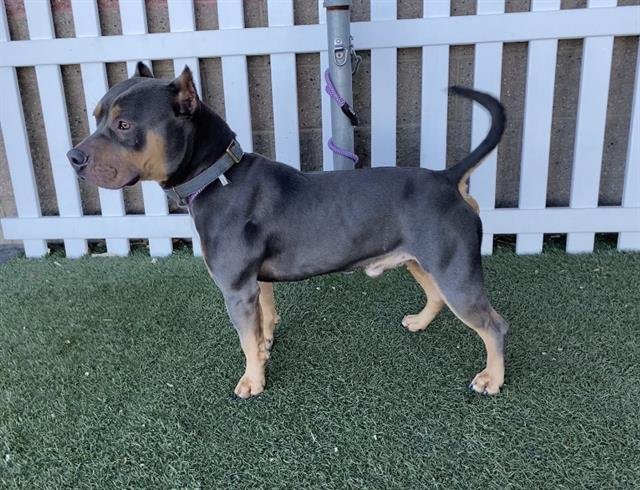 *BOBBY - Pit Bull Terrier available for adoption