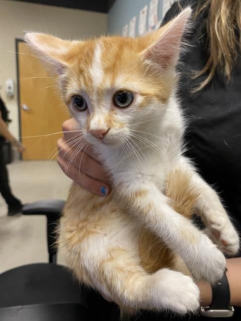 *KRAFT - Domestic Medium Hair for adoption in Modesto