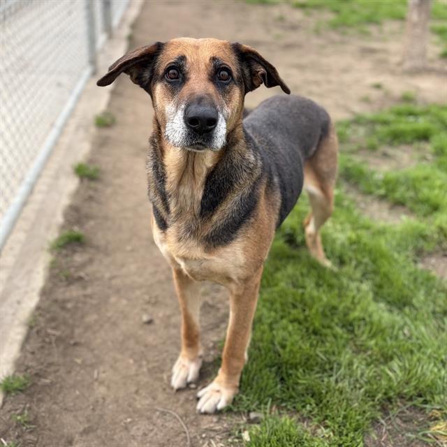 *SQUIRREL - German Shepherd Dog available for adoption