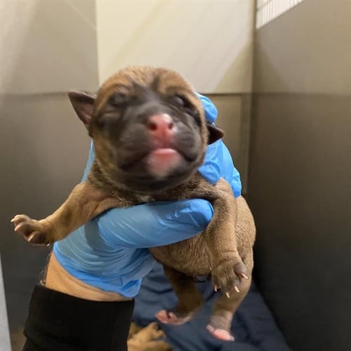 A613208 - Pit Bull Terrier available for adoption