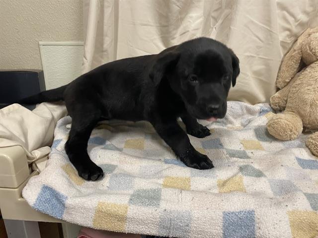 A607995 - Labrador Retriever available for adoption