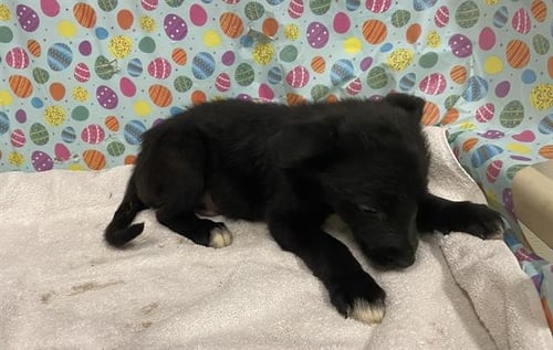 A608647 - German Shepherd Dog available for adoption