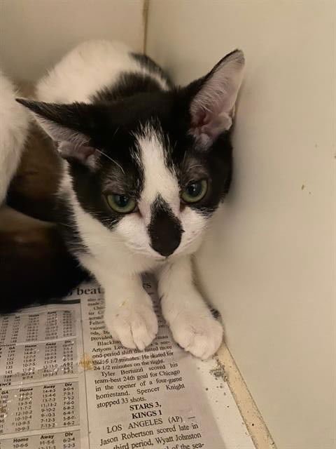 A606742 - Domestic Short Hair available for adoption