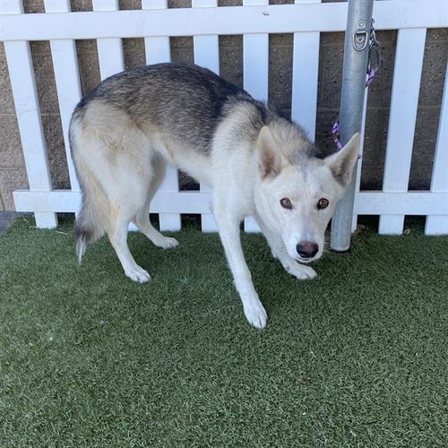 *LIBERTY - Siberian Husky available for adoption