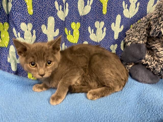 A607393 - Domestic Short Hair available for adoption