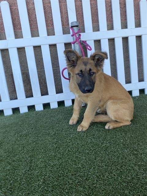 A607352 - German Shepherd Dog available for adoption