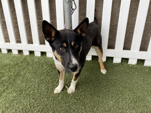 *ANGIE - Australian Cattle Dog/Blue Heeler available for adoption