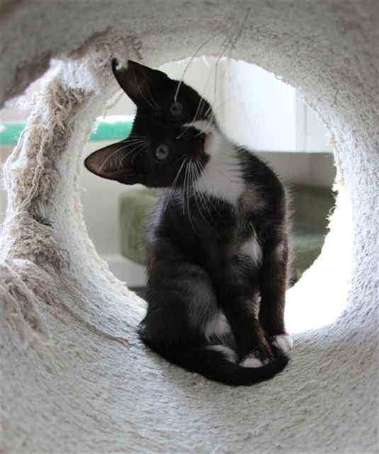 A604523 - Domestic Short Hair available for adoption