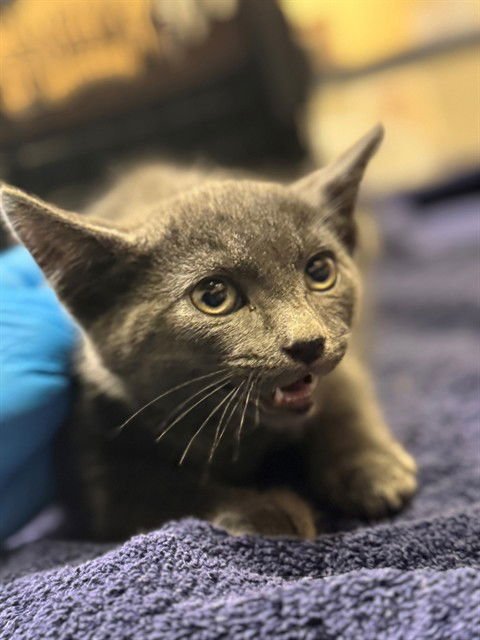 A606787 - Domestic Short Hair available for adoption