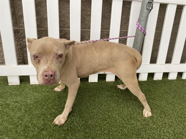 ZENA - Pit Bull Terrier available for adoption